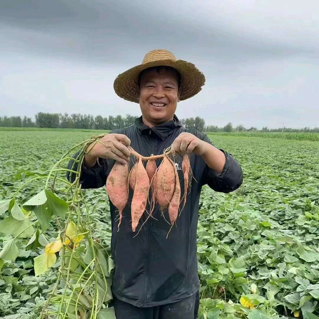 济南起步区祝家村  烟薯25为烤而生  4.5斤