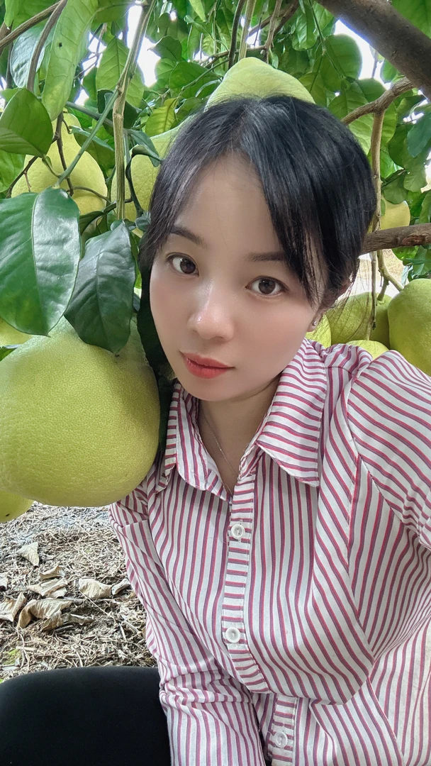 广东梅州香柚正宗老树沙田柚新鲜纯甜无酸柚子匀称50斤包邮