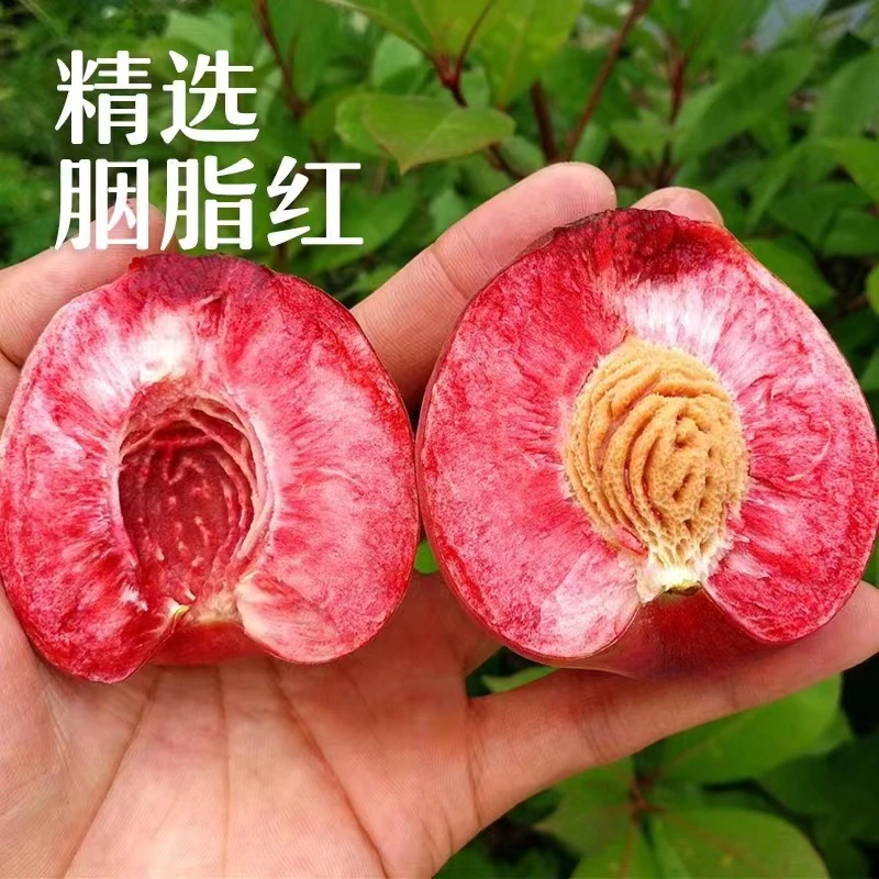 湖北广水观音村特产胭脂红血桃上市
