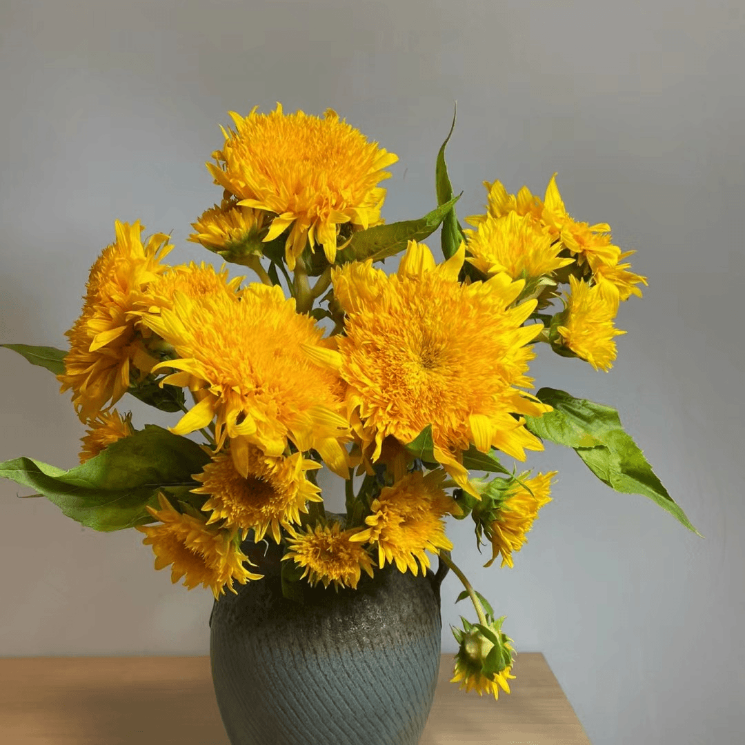 5只泰迪向日葵【顺丰起发】昆明直发