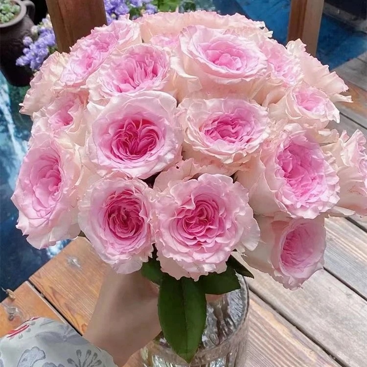 【搭子鲜花】洛神玫瑰昆明斗南基地直发包邮