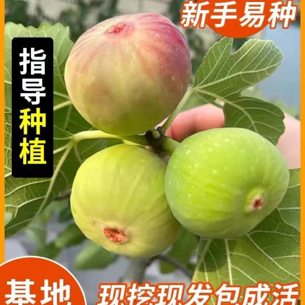 芭劳奈无花果波姬红青皮日本紫果彩虹渴望苗当年结果树南北种植