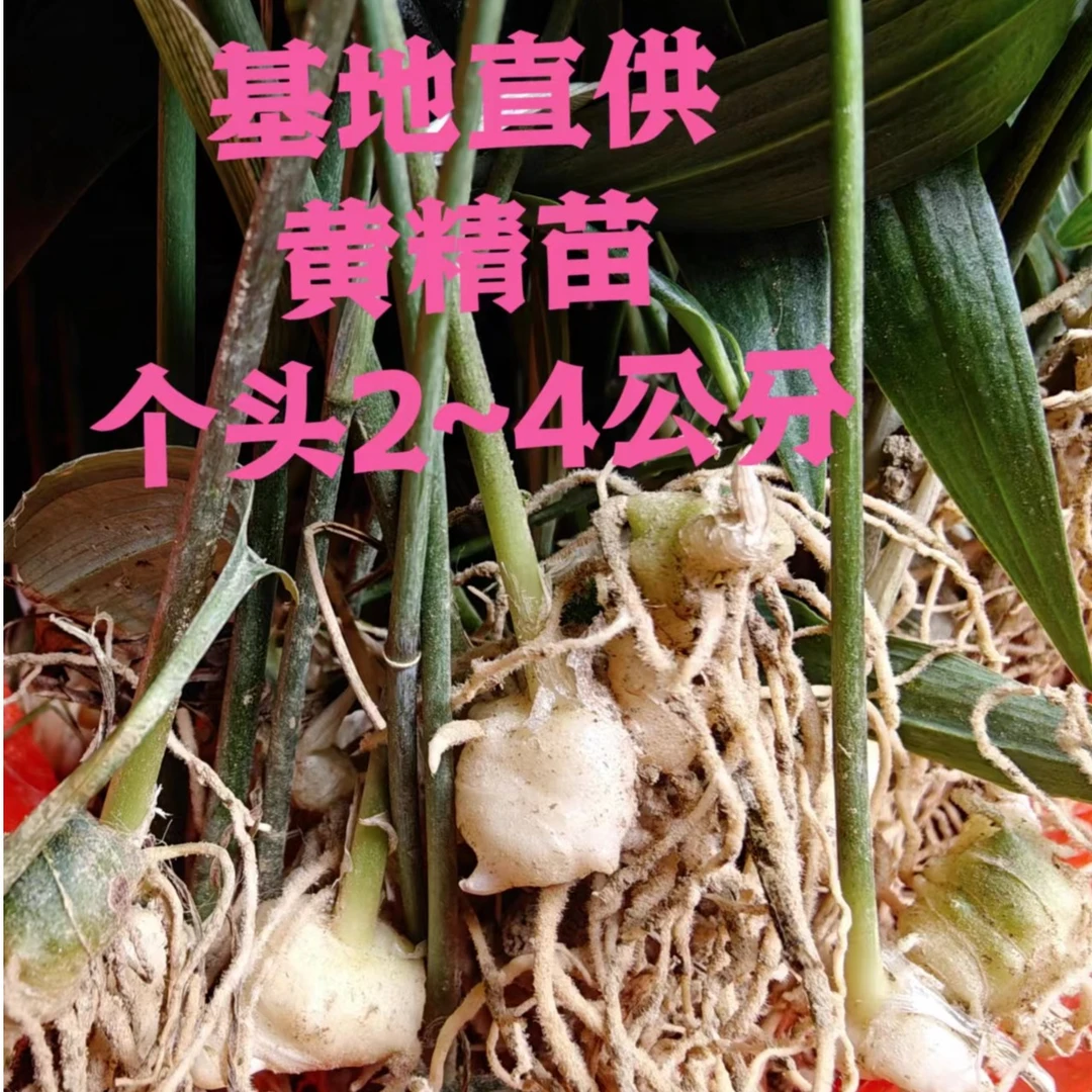 黄 精苗，2到4公分个头，芽头特别好，88元100棵包邮