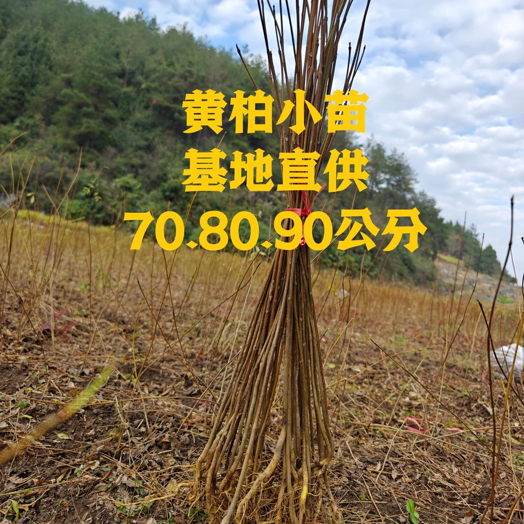 黄柏中小苗70.80.90公分，8毛一棵，一单40元50棵包邮