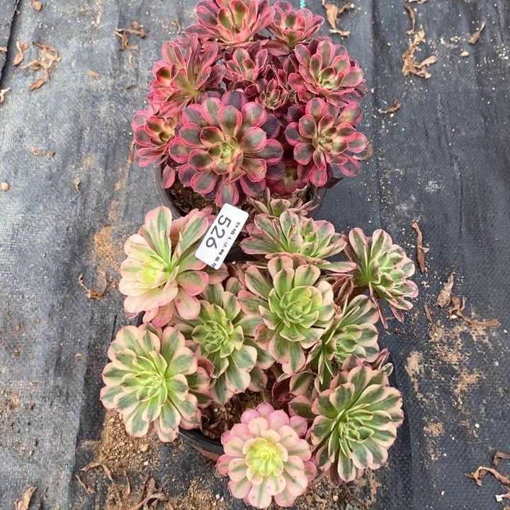 一***菜多肉526。