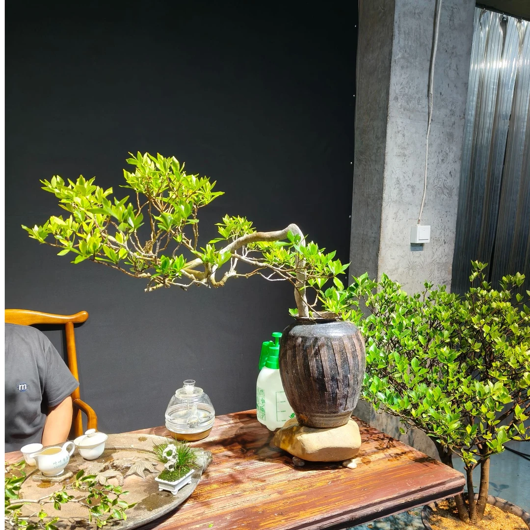临云之栀｜海岛精品栀子花老桩盆景