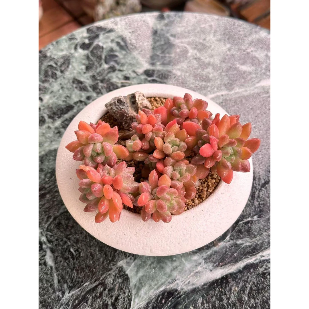 景德镇手工柴烧收口飞碟群生多肉拼盘复古粗陶透气百搭多肉植物盆