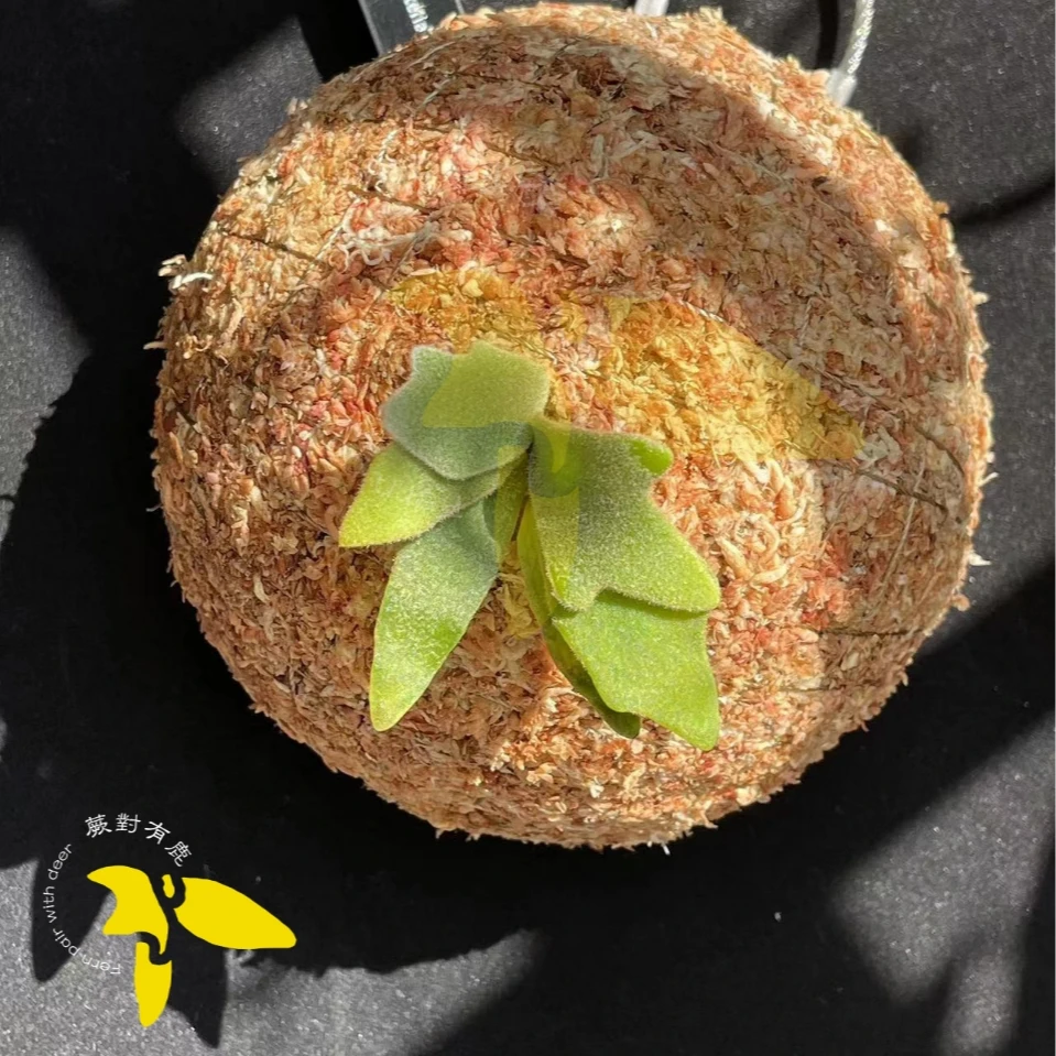 多尺寸亚克力板带进口七星水苔球