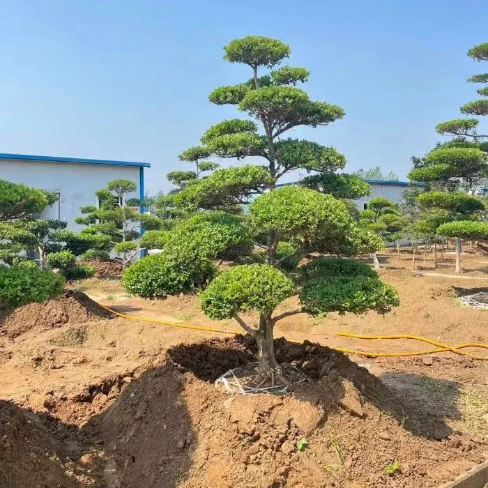 瓜子小叶黄杨造型树苗盆景地景庭院景观树四季常青不落叶耐寒抗冻