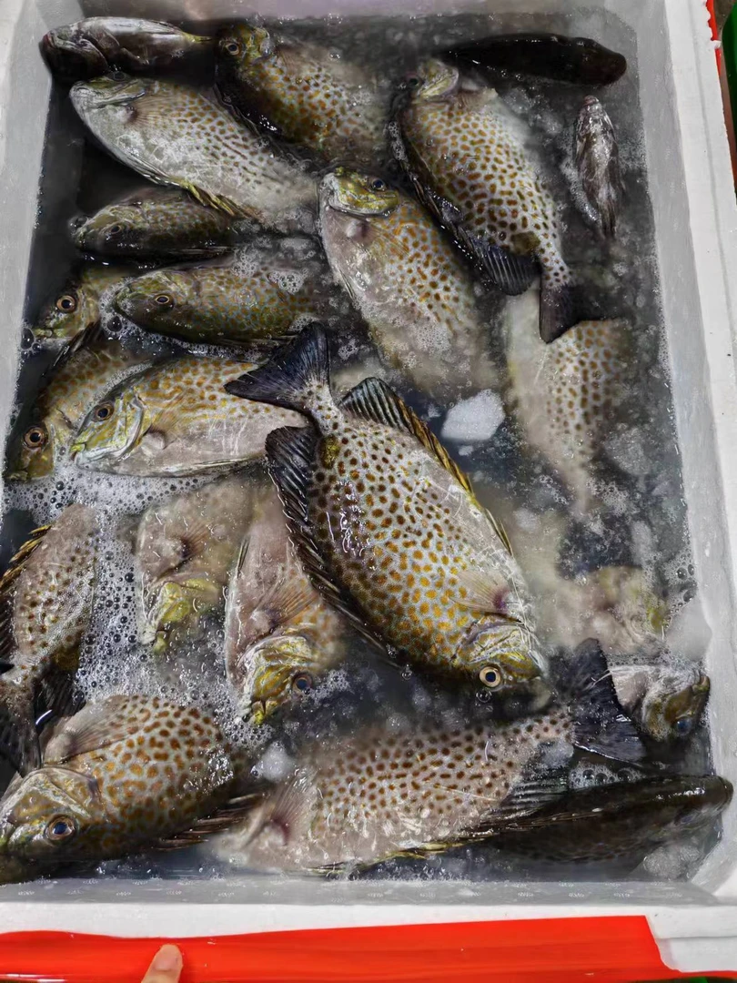 湛江本港新鲜花泥猛  5斤  一斤3-4条   顺丰发货