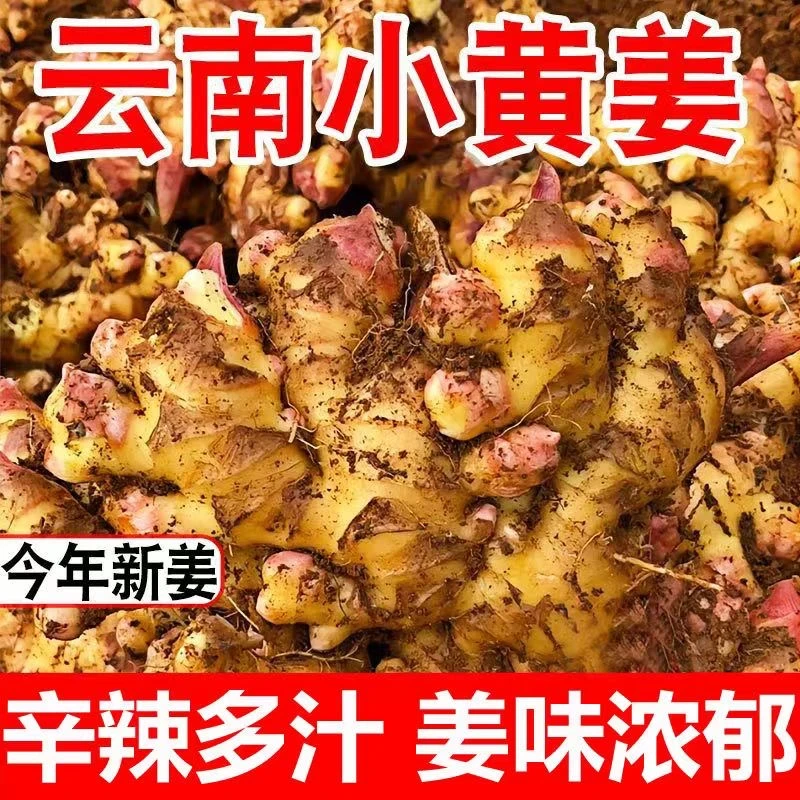 云南产地新鲜小黄姜3斤辛辣味十足姜味浓郁生姜嫩姜仔姜老姜包邮