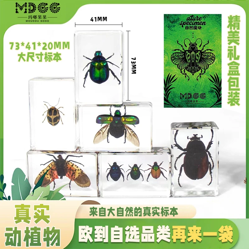 MOUDOU GOGO/玛嘟果果科教真实动植物标本系列收藏创意摆件