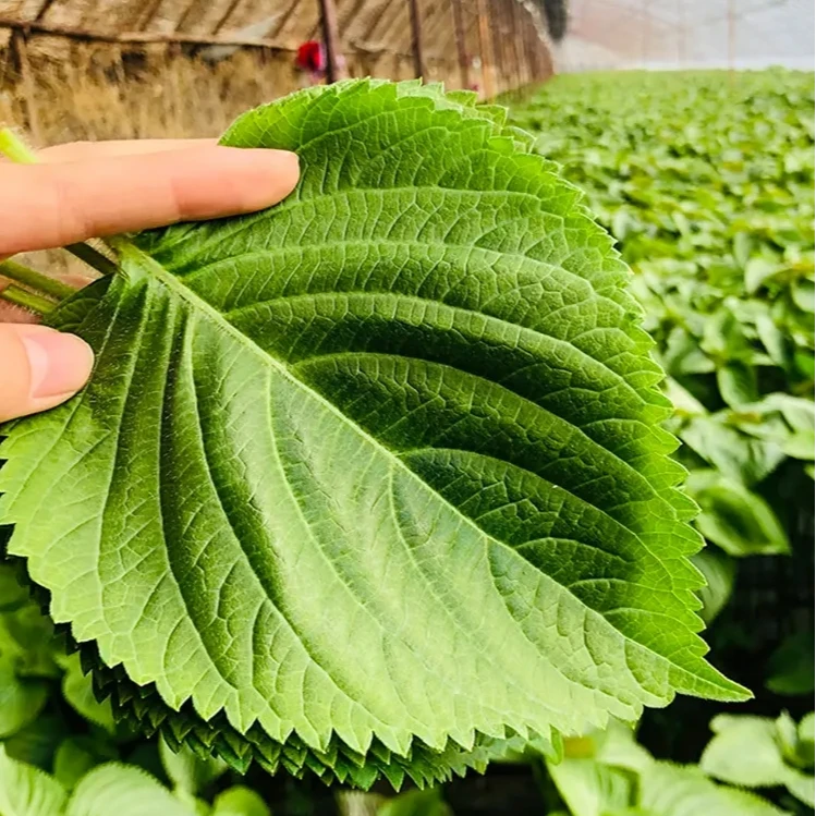 【顺丰快递】东北新鲜苏子叶现摘包饭烤肉叶绿紫苏菜叶100/250/500g