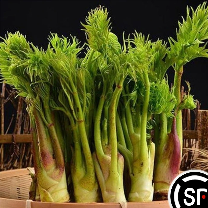东北特产刺嫩芽新鲜速冻野生山菜蘸酱菜刺老芽0.5/1/2斤顺丰空运