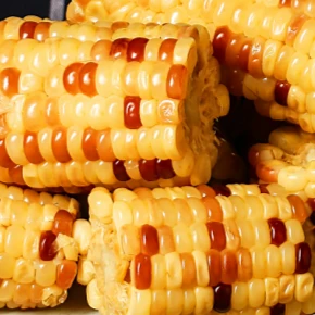 东北特产糯玉米棒速冻白黄甜糯玉米花糯玉米5/6/8棒约300g/支包邮