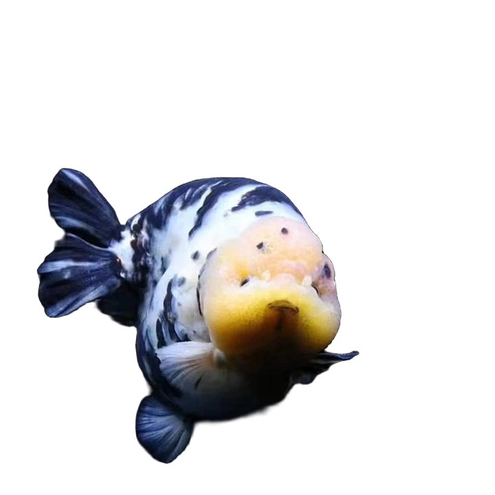 阿芳水族兰寿金鱼-包活不包邮活物