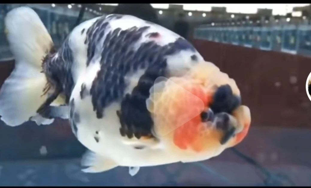 阿芳水族百褶狮金鱼