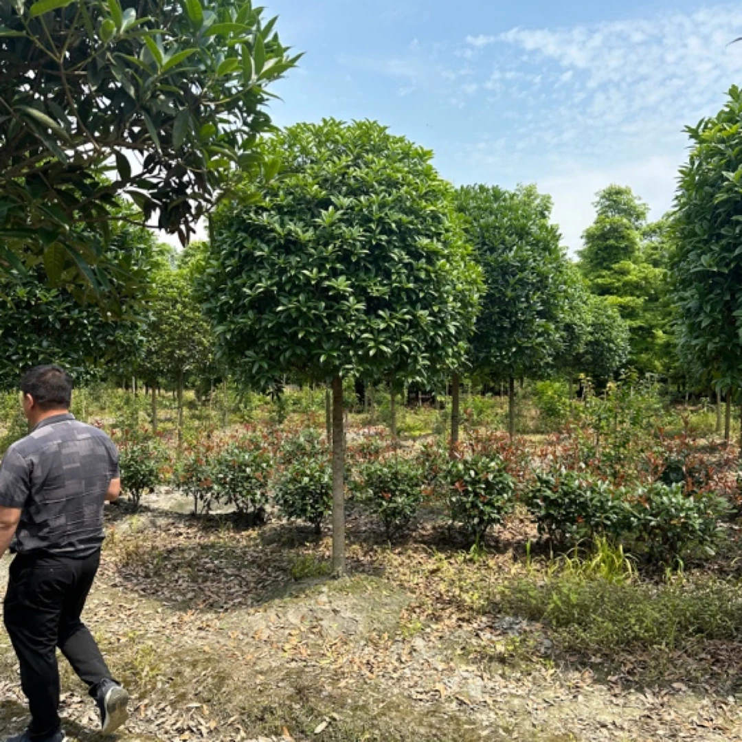 11公分高杆大红朱砂桂 八月桂 四季常青桂花香飘十里棒棒糖丹桂