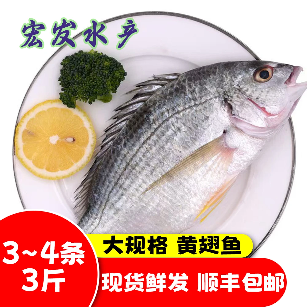 3大斤共3~4条 黄翅鱼 活冰黄立鱼黄脚立新鲜独立真空包装大规格