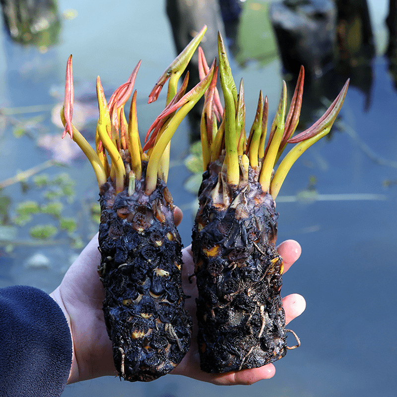 庭院水培植物四季水养名称水莲花盆栽花卉水池塘大耐寒根块带花苞