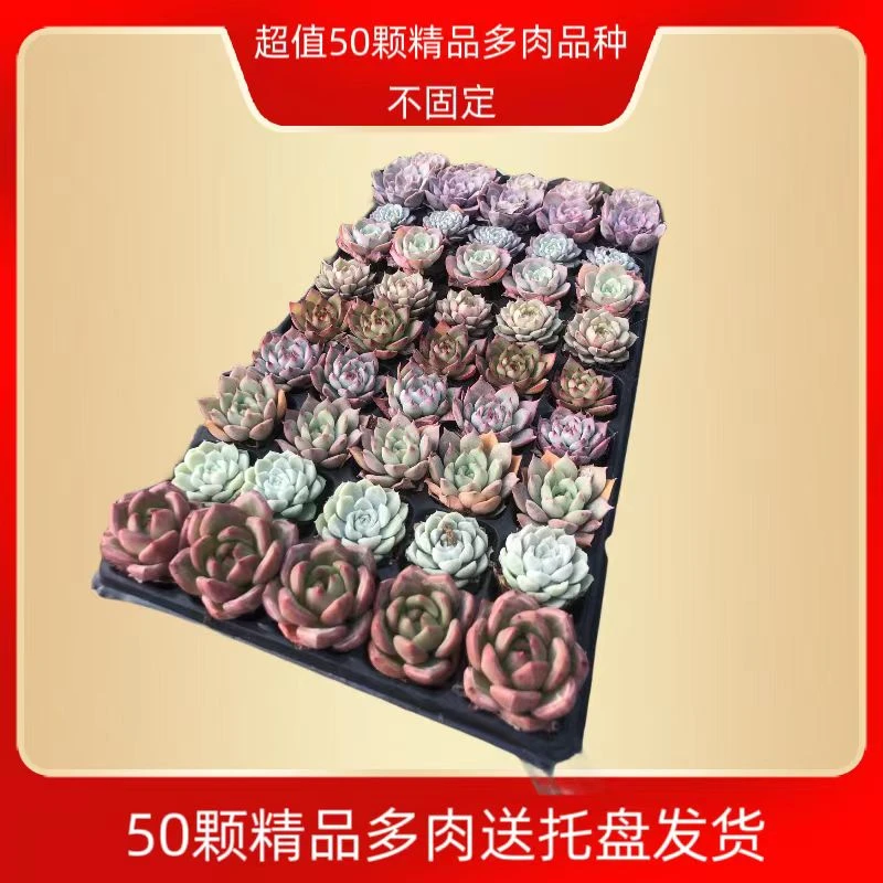 精品50颗多肉组合套餐 带托盘 【十个品种不固定】4-5公分