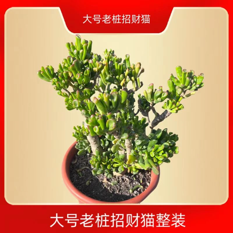 40公分吸财树大老桩多肉  脱盆土发货【零度以下放室内阳光处养殖】