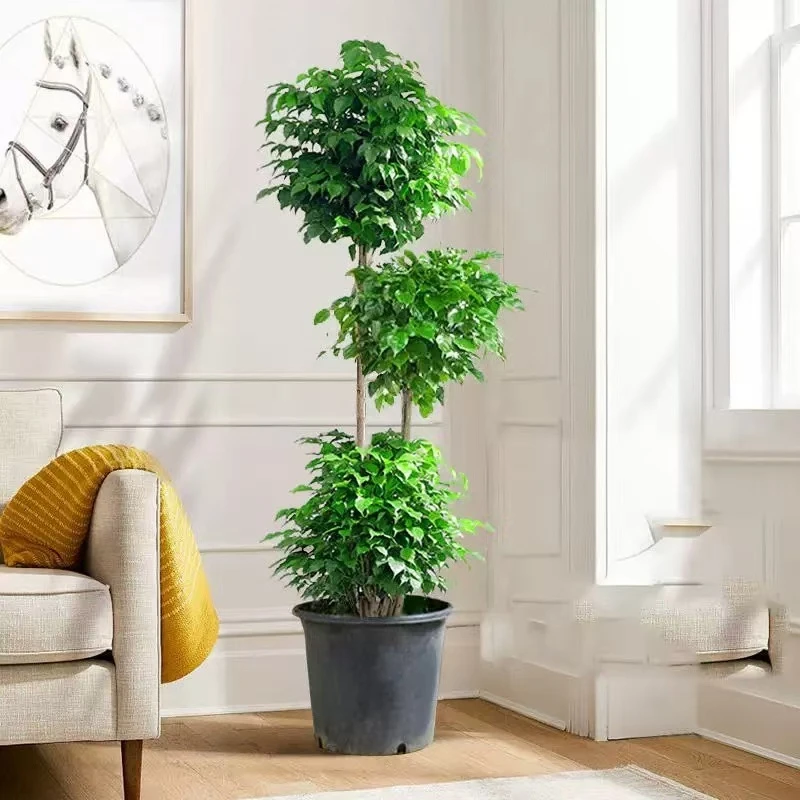 幸福树客厅盆栽大型绿植办公室室内吸甲醛植物老桩好养活净化空气