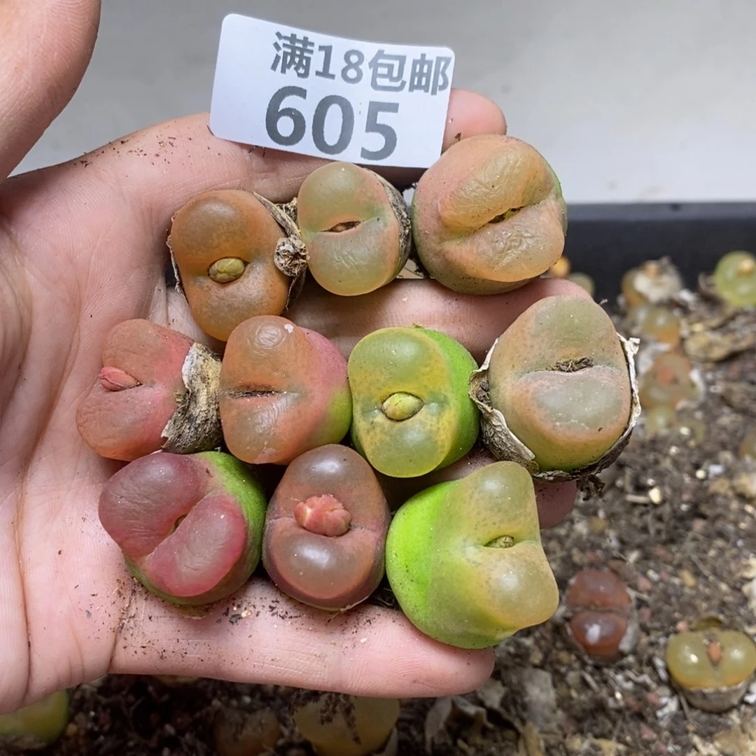 605.