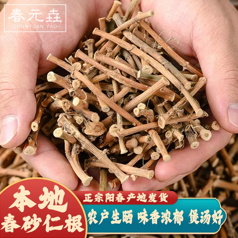 【直播特价】广东阳春蟠龙春砂仁干根