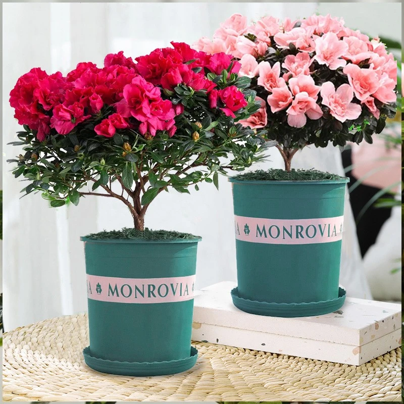 杜鹃花苗盆栽带花苞四季开花不断室内观花卉绿植植物