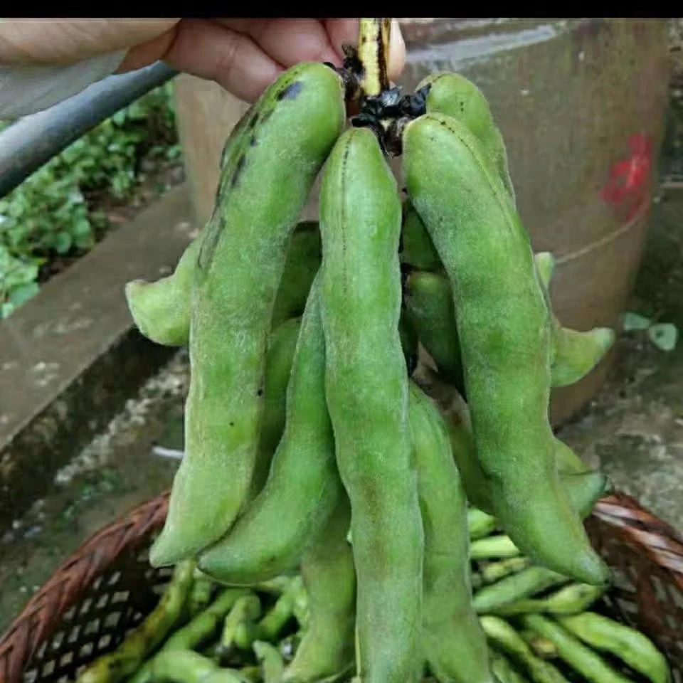 广西新鲜狗儿豆龙爪豆狗爪豆菜当季现摘农村家时令蔬菜