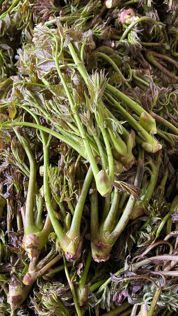 东北野生二茬菜刺嫩芽刺老芽刺龙芽蘸酱菜500g顺丰快