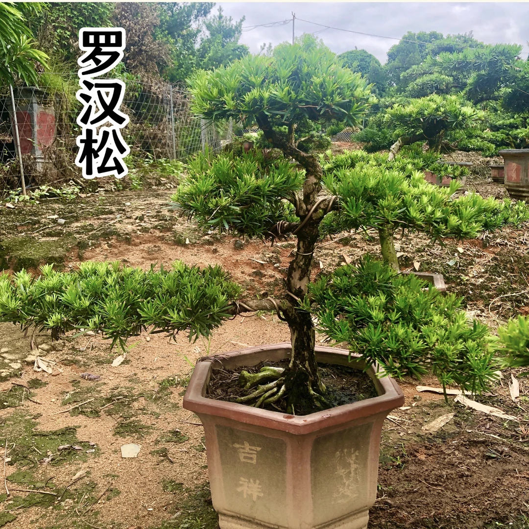 老桩雀舌罗汉松盆景造型真树花卉室内外办公桌美观盆景罗汉松盆景
