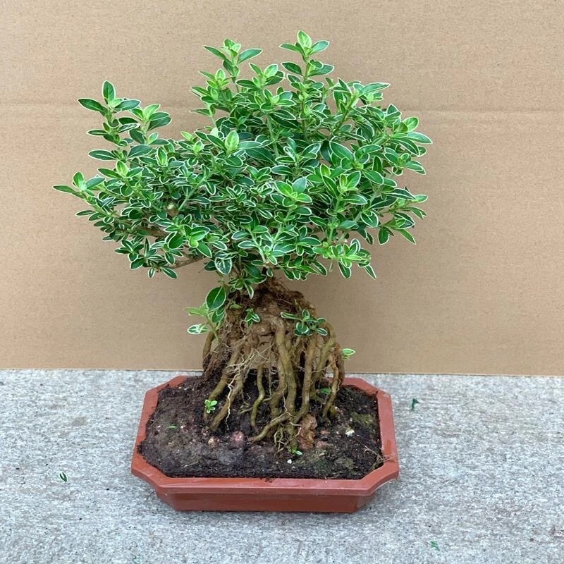 小提根金边六月雪阳台花卉绿植盆栽室内办公室桌面小型微盆景