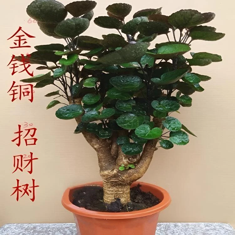 圆叶金钱兜名贵绿植盆景植物办公室室内外四季常青福禄桐花卉盆栽