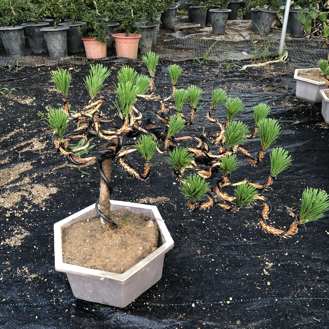 黑松盆景老桩矮霸观赏造型迎客松悬崖式摆放四季常青冬季绿植花卉