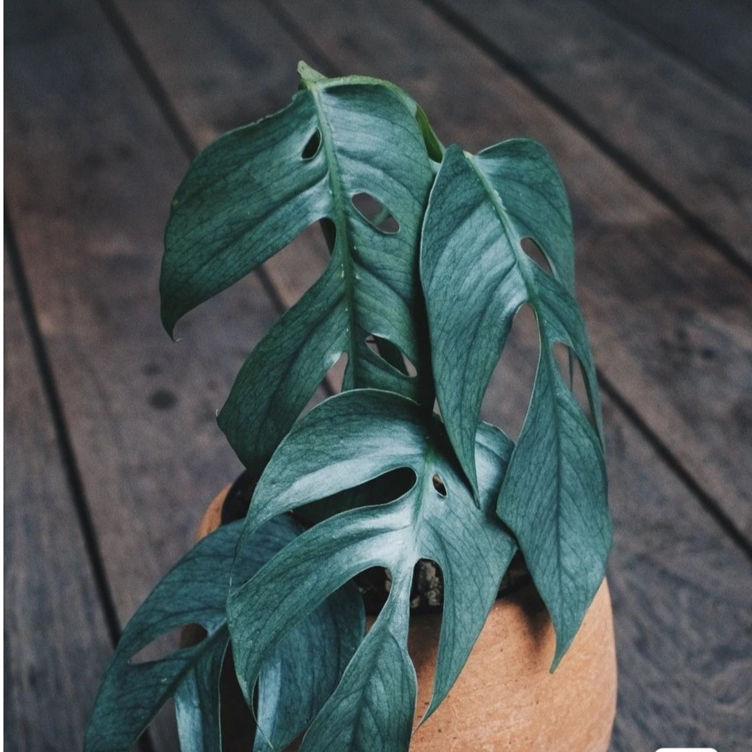 仙人球植物22222