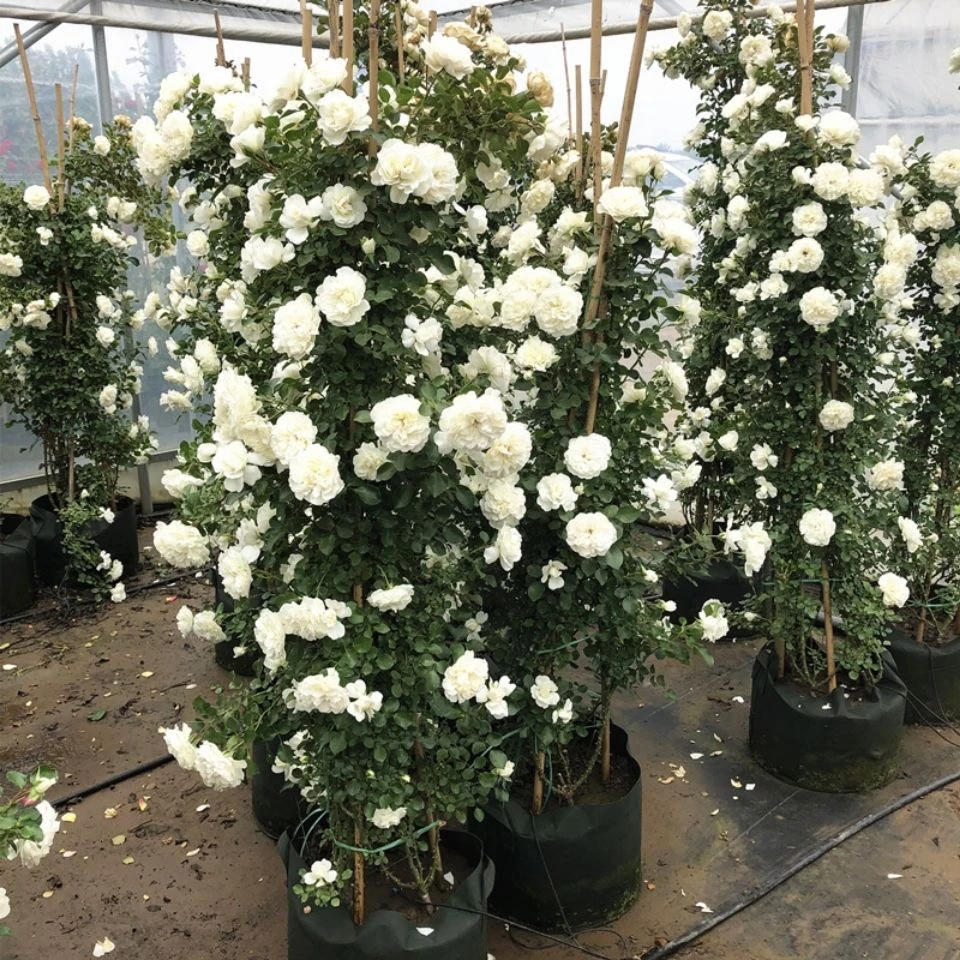 1.5米-1.6米高 藤冰山月季室外庭院地里的花爬藤植物耐热耐寒