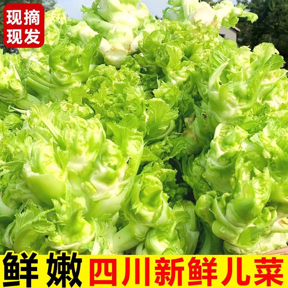 四川当季儿菜新鲜现货农家纯儿子抱儿菜农家蔬菜娃娃菜泡菜3斤