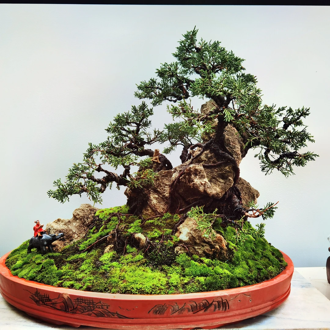 1000以上 精品盆景一物一拍