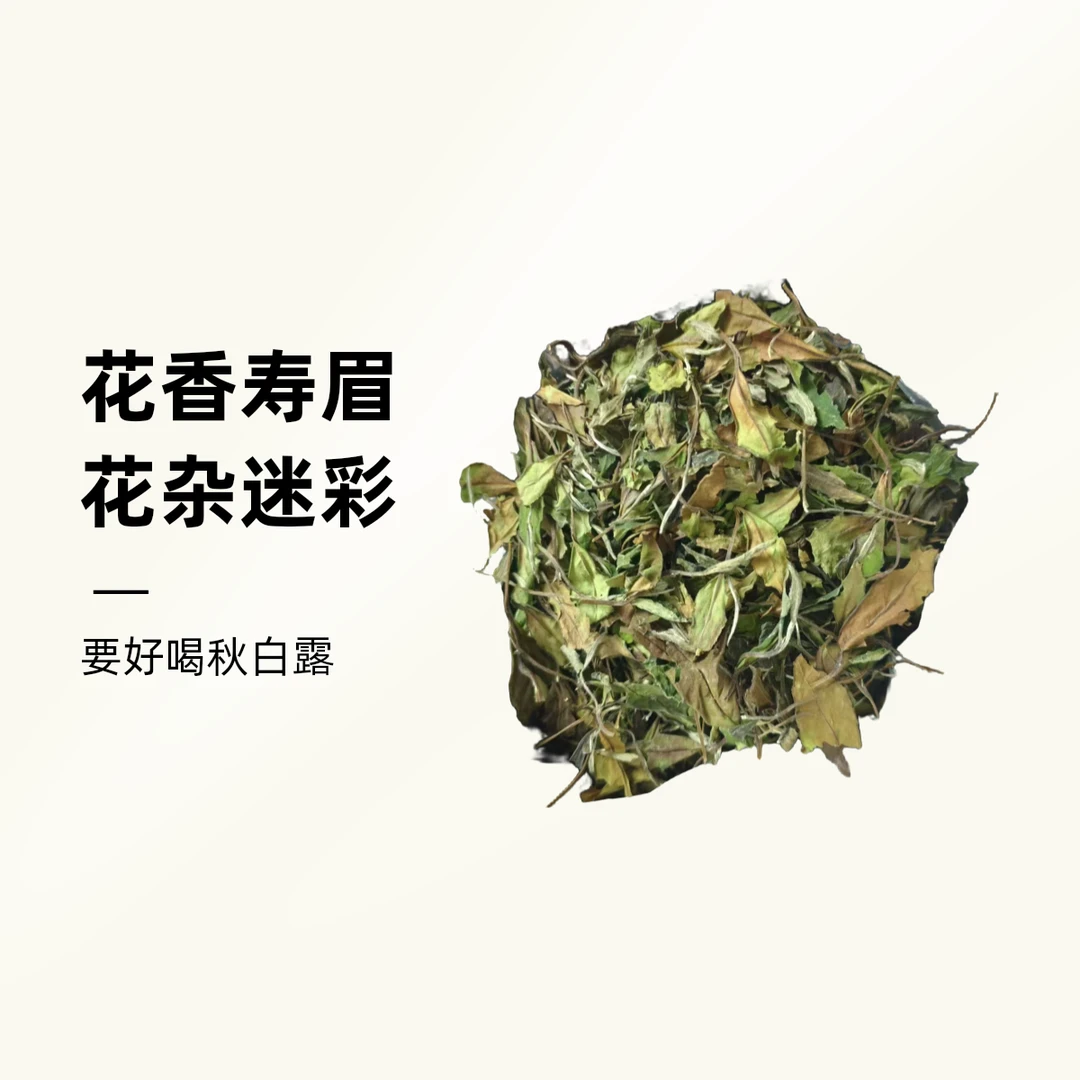 【白露】2023年 白露茶 寿眉 花香甘蔗甜 磻溪白茶