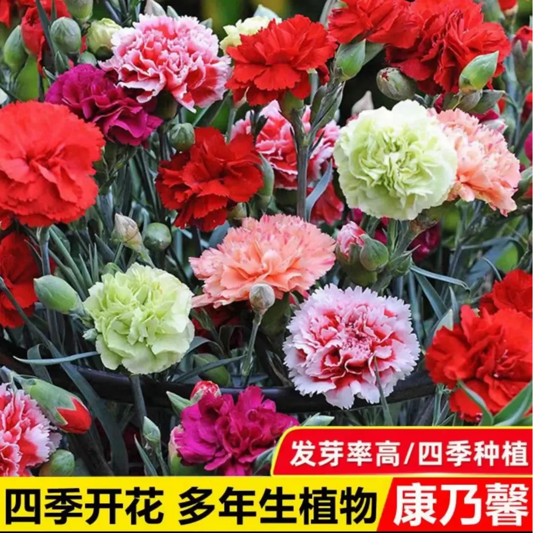 【1000粒】重瓣康乃馨种子四季开花盆栽耐寒易活绿植花卉种籽浇水