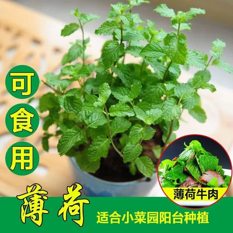 薄荷种子 可食用调味香草四季多年生夏季室内阳台盆栽庭院地栽