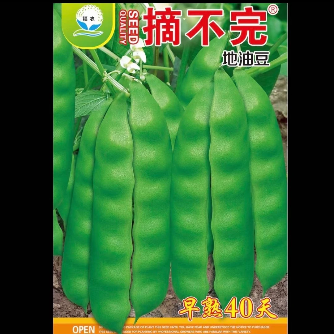 摘不完地油豆豆角种子