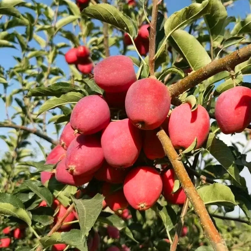 【5斤装】新疆香妃海棠果鸡心小苹果脆甜当季新鲜