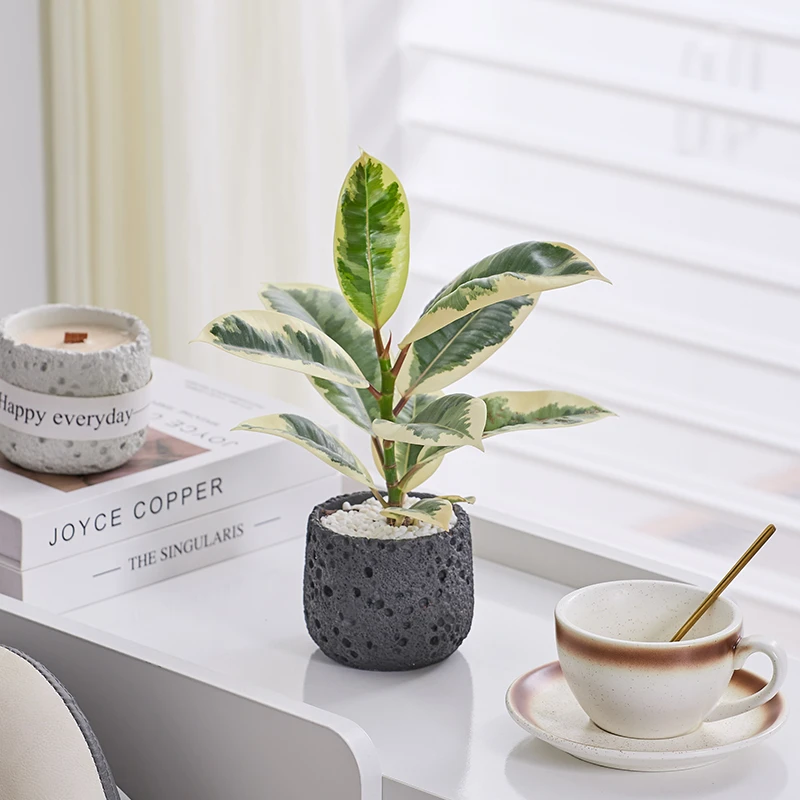 花叶金刚橡皮树苗盆栽室内客厅小绿植净化空气四季常青植物