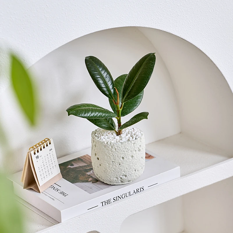 绿金刚橡皮树盆栽盆景室内客厅办公室前台桌面观叶花卉绿植