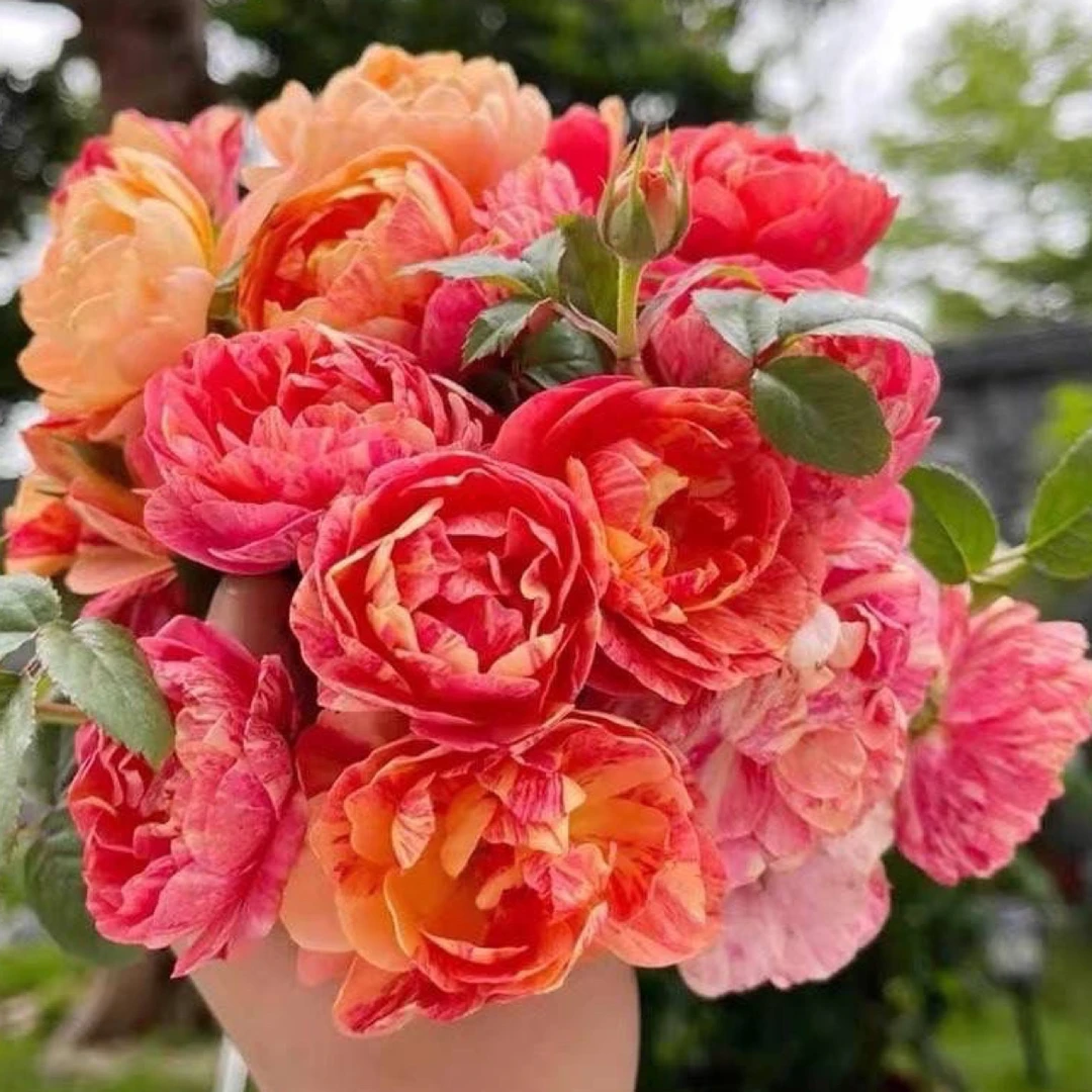 【果汁飞溅】大盆果汁芽变品种飞溅带花苞月季玫瑰多季开花