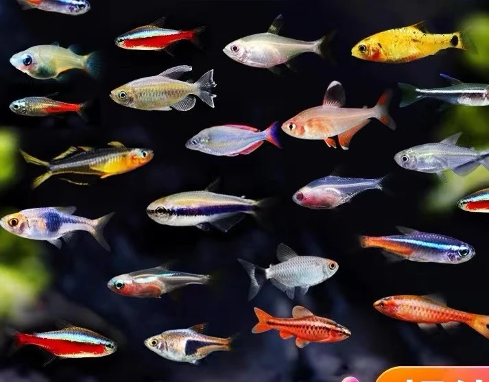 灯科小鱼盲盒（随机发）