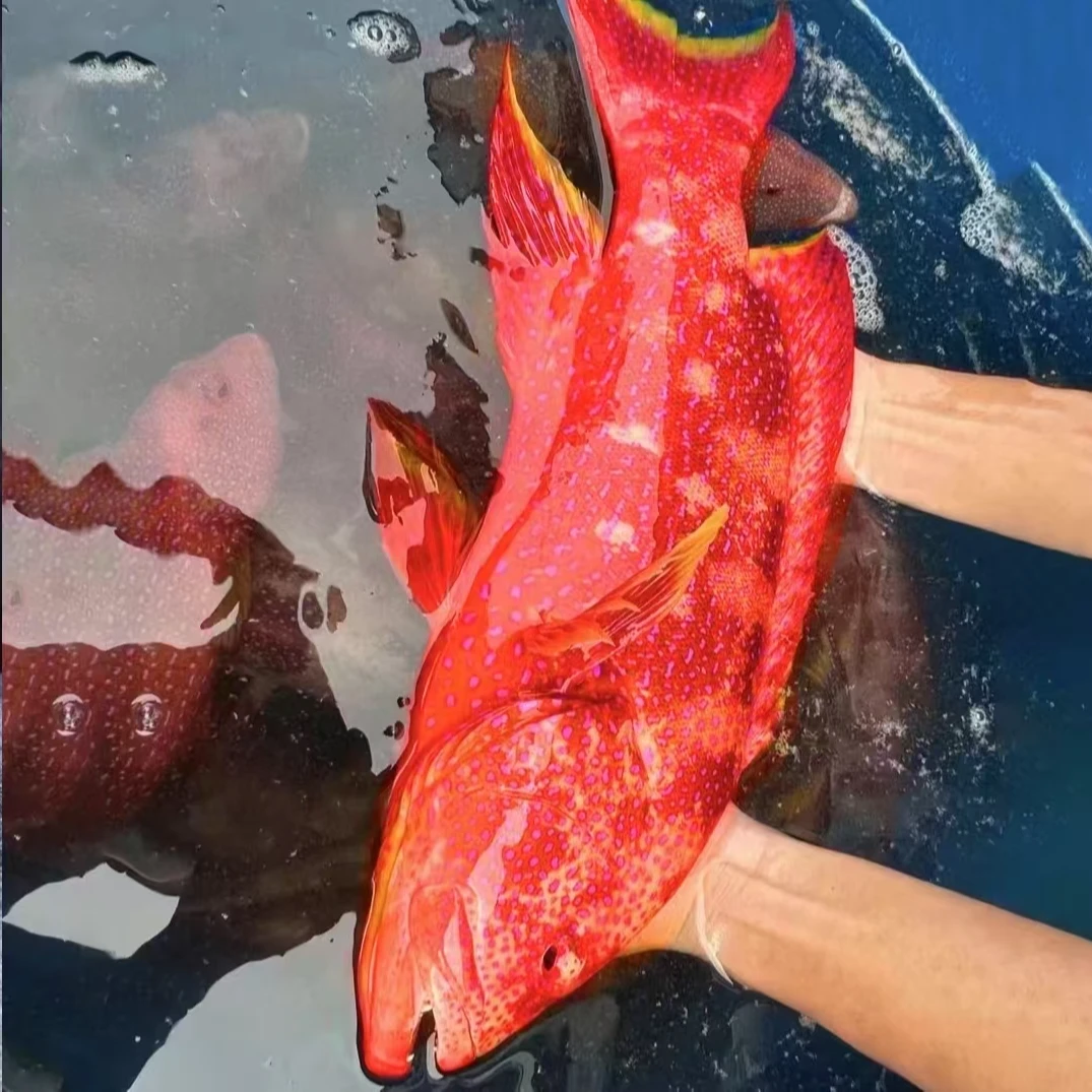 【燕尾星斑】鲜活燕尾星斑 液氮急冻 肉质鲜嫩 顺丰包邮